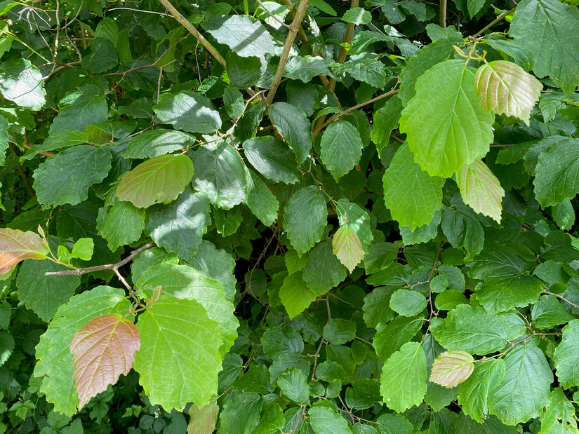 Amerikaanse toverhazelaar - Hamamelis virginiana