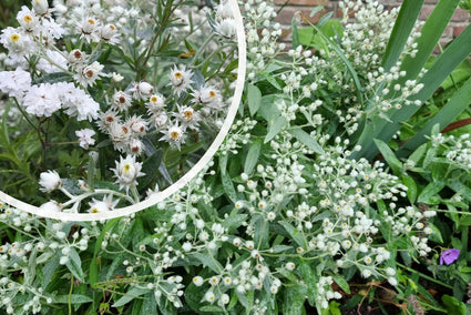 Witte knoop - Anaphalis triplinervis (Siberisch edelweiss)