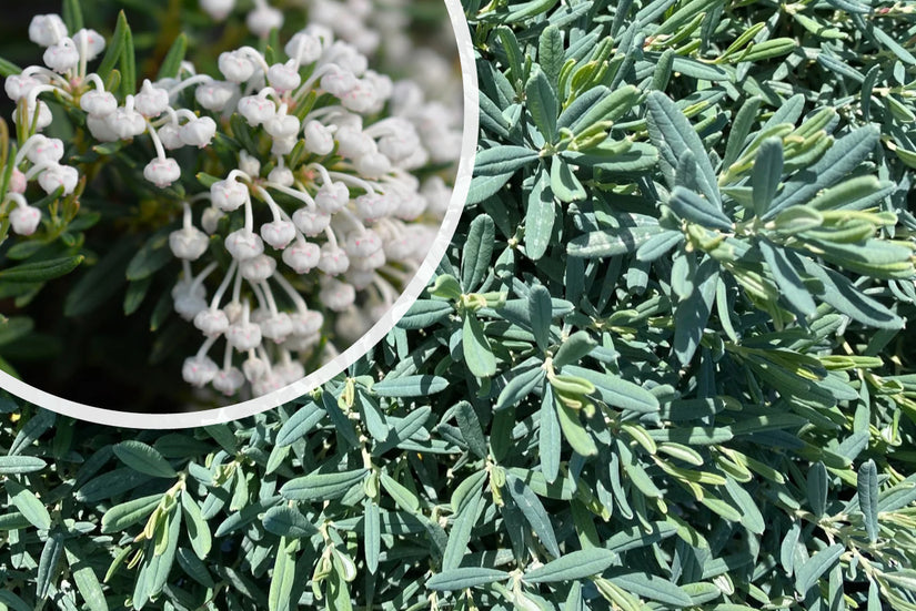 Lavendelheide - Andromeda polifolia 'Compacta'