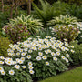 Blauwe anemoon - Anemone blanda 'White Splendour'