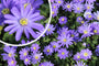 Blauwe Anemoon (Hoogte 15 cm) - Anemone blanda TIP