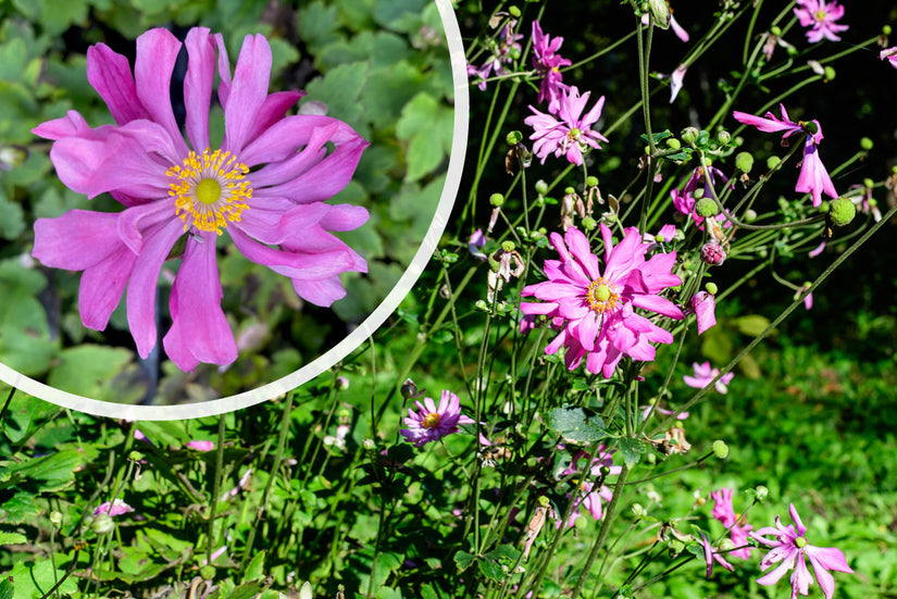 Herfstanemoon Donkerroze/Paars (Hoogte 80 cm) - Anemone hupehensis 'Prinz Heinrich'