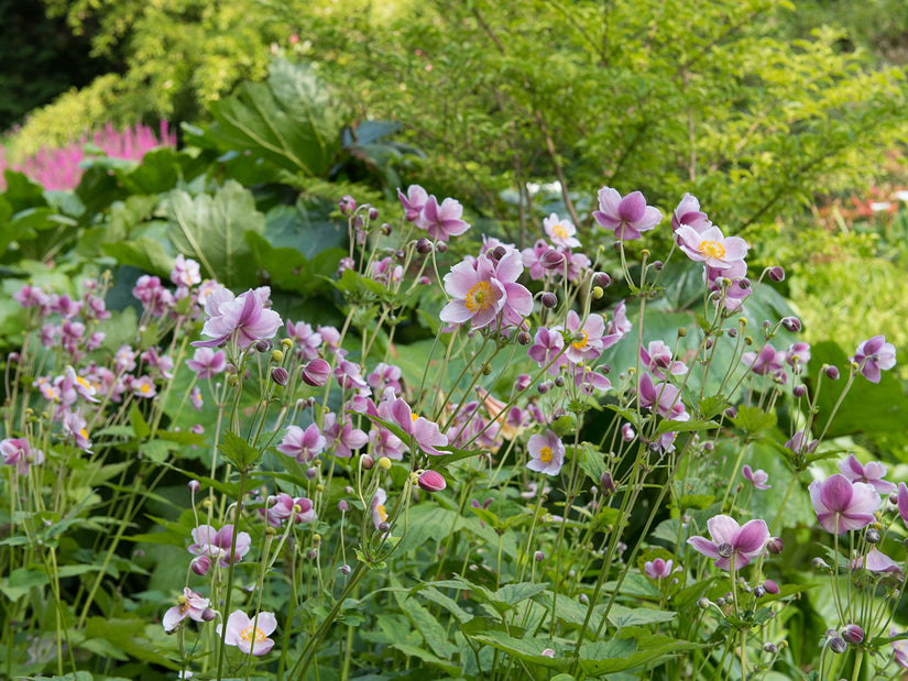 Herfstanemoon Lichtroze (Hoogte 100 cm) - Anemone hupehensis 'September Charm'