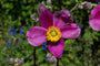 Herfstanemoon Roze (Hoogte 80 cm) - Anemone hupehensis 'Splendens'