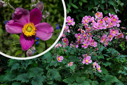 Herfstanemoon - Anemone hupehensis 'Splendens'