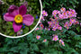 Herfstanemoon Roze (Hoogte 80 cm) - Anemone hupehensis 'Splendens'