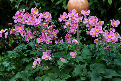 Herfstanemoon Roze (Hoogte 80 cm) - Anemone hupehensis 'Splendens'