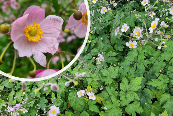 Herfstanemoon Roze (Hoogte 75 cm) - Anemone hupehensis