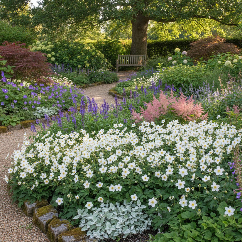 Anemoon (Lage soort) - Anemone multifida 'Annabella White'