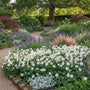 Anemoon (Lage soort) - Anemone multifida 'Annabella White'