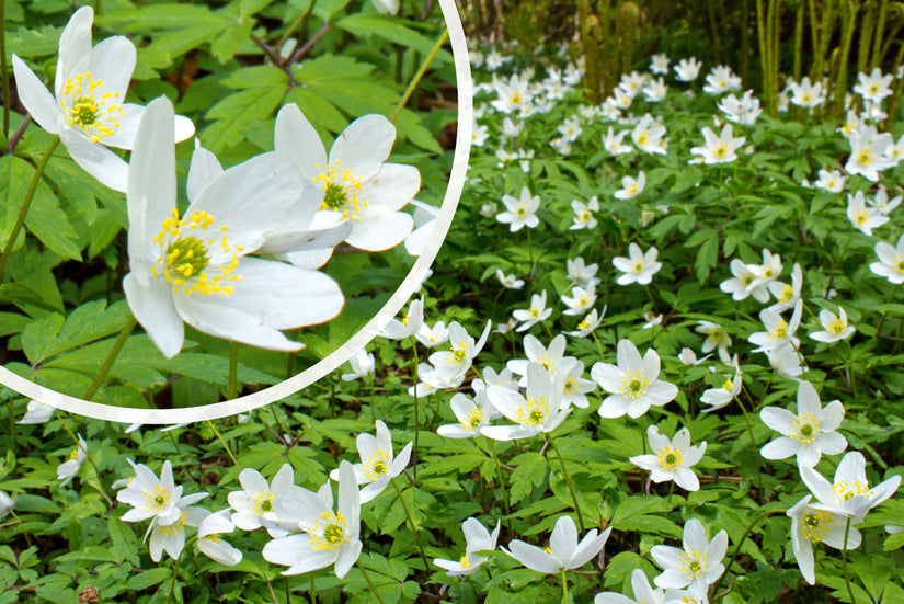 Bosanemoon Wit (Hoogte 25 cm) - Anemone nemorosa