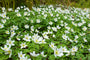 Bosanemoon Wit (Hoogte 25 cm) - Anemone nemorosa