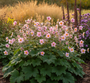 Anemoon (Hoge soort 125 cm) - Anemone tomentosa 'Robustissima'