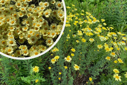 Gele kamille - Anthemis x hybrida 'E.C. Buxton'