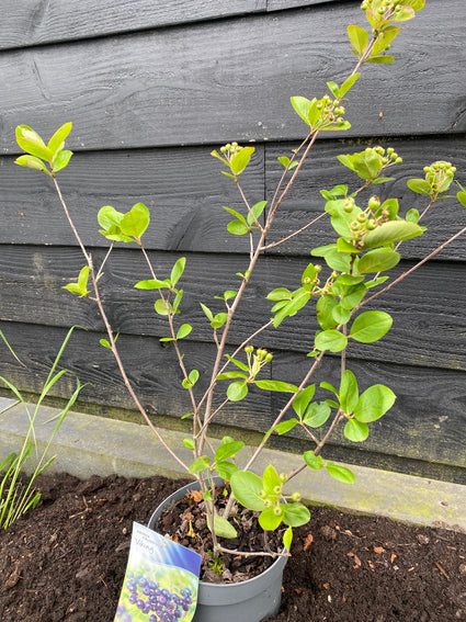 Appelbes - Aronia prunifolia 'Viking'
