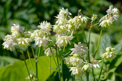 Akelei - Aquilegia vulgaris 'Green Apples'