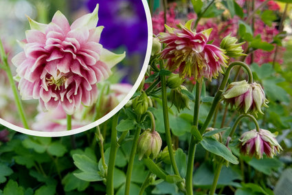 Akelei - Aquilegia 'Nora Barlow'