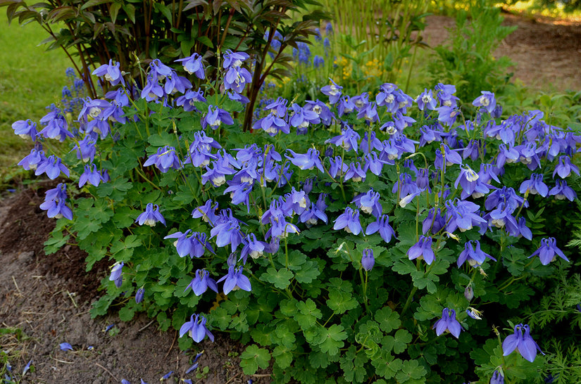 Akelei Blauw/Paars (Lage soort 30 cm) - Aquilegia flabellata 'Ministar'