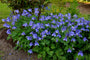 Borderpakket Tom - Vaste planten & siergras - vanaf 2m2 - Blauw & Oranje - Veengrond - Halfschaduw & Zon