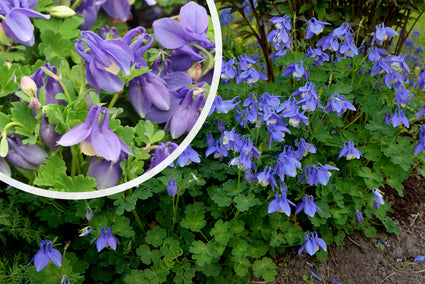 Akelei Blauw/Paars (Lage soort 30 cm) - Aquilegia flabellata 'Ministar'