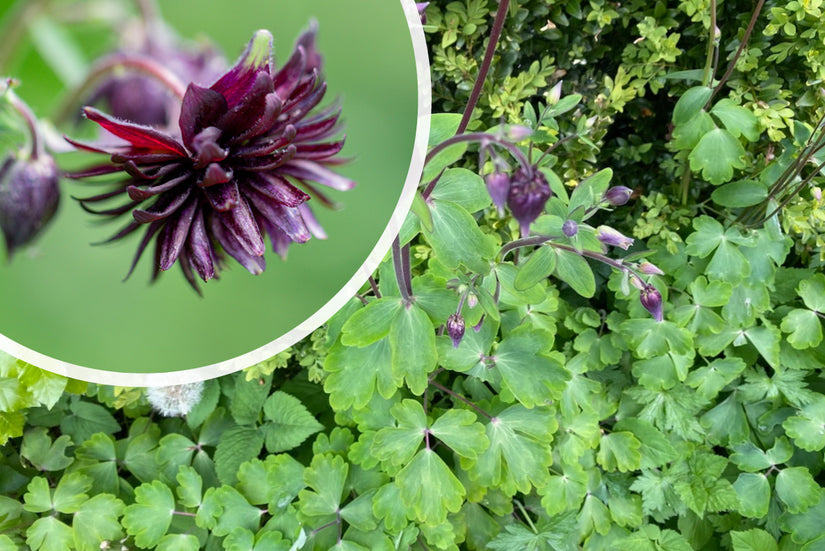 Wilde akelei - Aquilegia vulgaris 'Black Barlow'