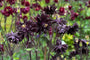 Wilde akelei - Aquilegia vulgaris 'Black Barlow'