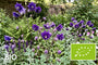 Biologische Akelei - Aquilegia vulgaris 'Blue Barlow'