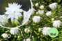 Biologische Akelei - Aquilegia vulgaris 'White Barlow'