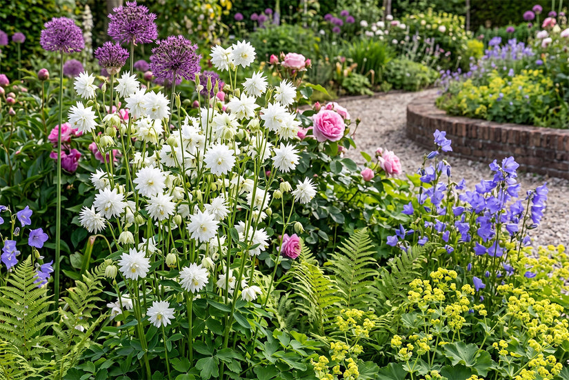 Biologische Akelei - Aquilegia vulgaris 'White Barlow'
