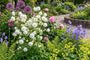 Biologische Akelei - Aquilegia vulgaris 'White Barlow'