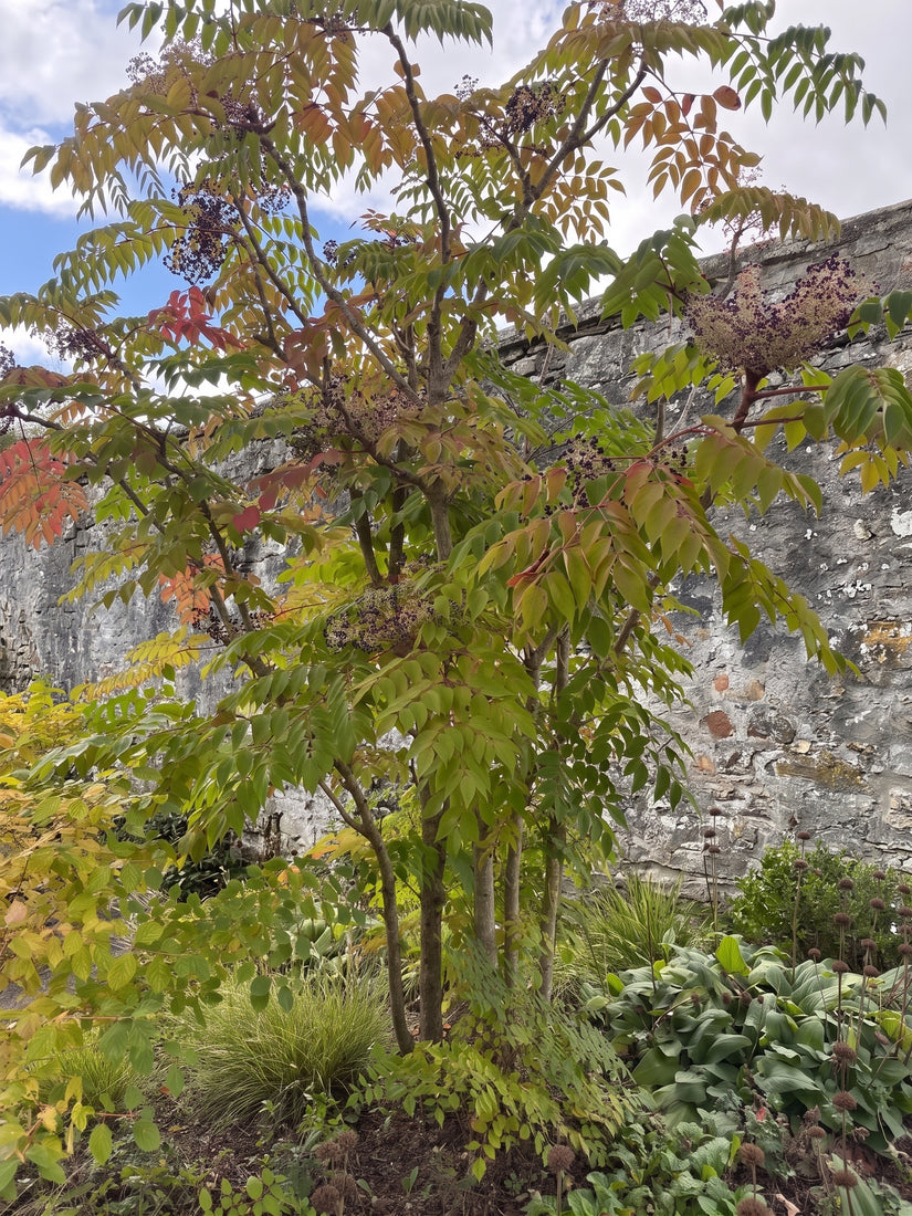 Duivelswandelstok - Aralia Elata