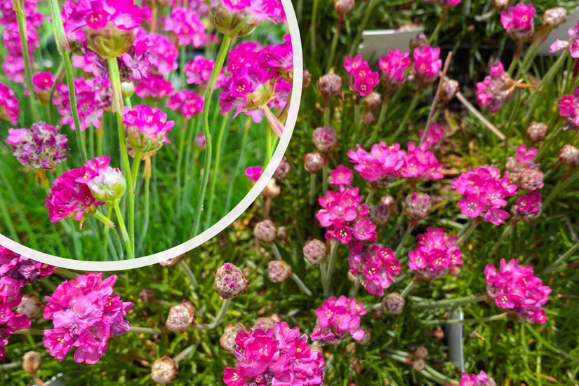 Engels gras (Roze) - Armeria maritima 'Splendens' (ook per/m2)