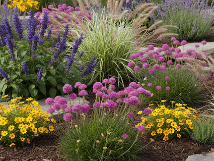Engels Gras - Armeria pseudarmeria 'Ballerina Purple Rose'