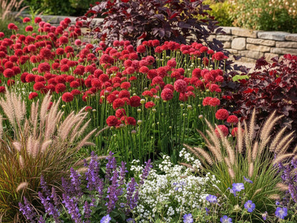 Engels Gras - Armeria pseudarmeria 'Ballerina Red'