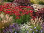 Engels Gras - Armeria pseudarmeria 'Ballerina Red'