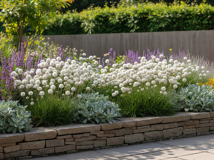 Engels Gras (Wit) - Armeria pseudarmeria 'Ballerina white'