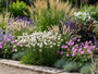 Engels Gras (Wit) - Armeria pseudarmeria 'Ballerina white'