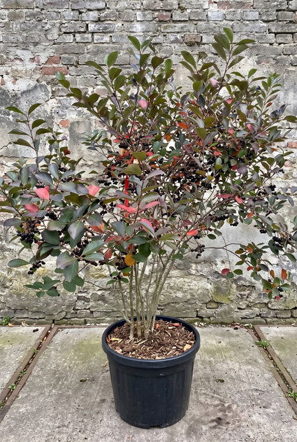 Appelbes - Aronia arbutifolia 'Brilliant'