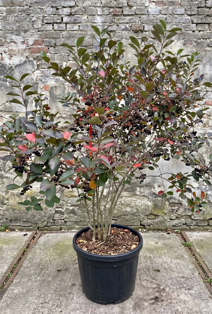 Appelbes - Aronia arbutifolia 'Brilliant'