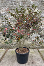 Appelbes - Aronia arbutifolia 'Brilliant'
