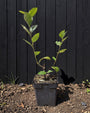 Biologische Appelbes - Aronia prunifolia 'Viking'