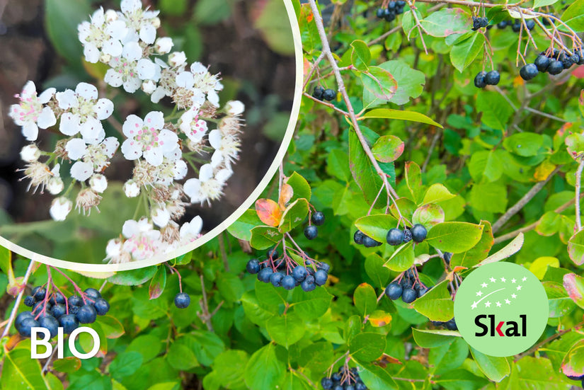 Biologische Appelbes - Aronia prunifolia 'Viking'