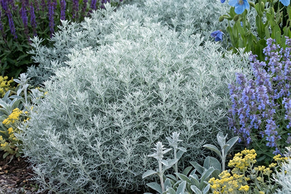 Alsem - Artemisia 'Canescens'