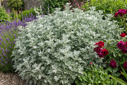 Alsem - Artemisia 'Powis Castle'