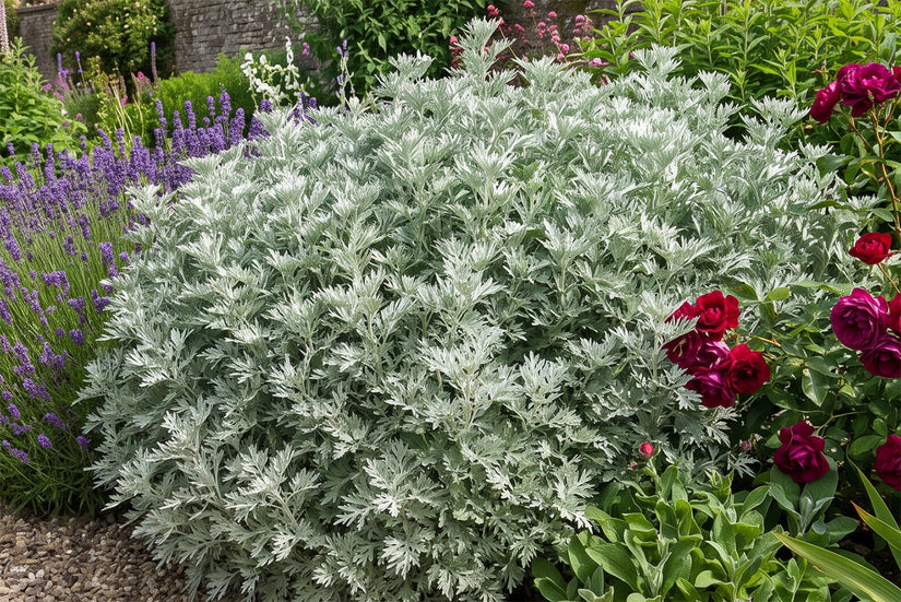 Alsem - Artemisia 'Powis Castle'