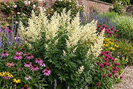 Witte bijvoet - Artemisia lactiflora
