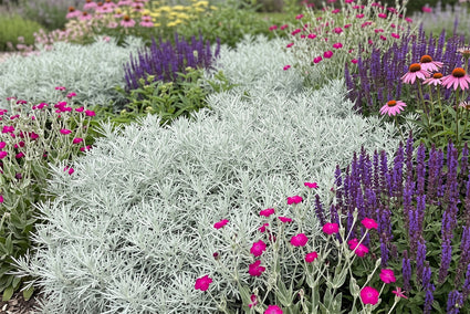 Westerse bijvoet - Artemisia ludoviciana 'Silver Queen'