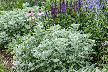 Romeinse alant - Artemisia pontica