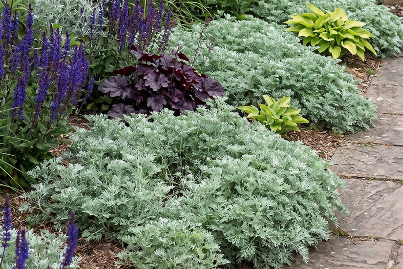 Romeinse alant - Artemisia pontica