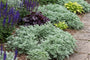 Romeinse alant - Artemisia pontica